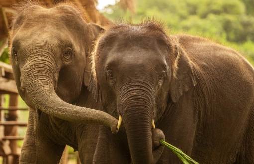 Les meilleurs lieux pour observer les éléphants au Laos de manière éthique et responsable