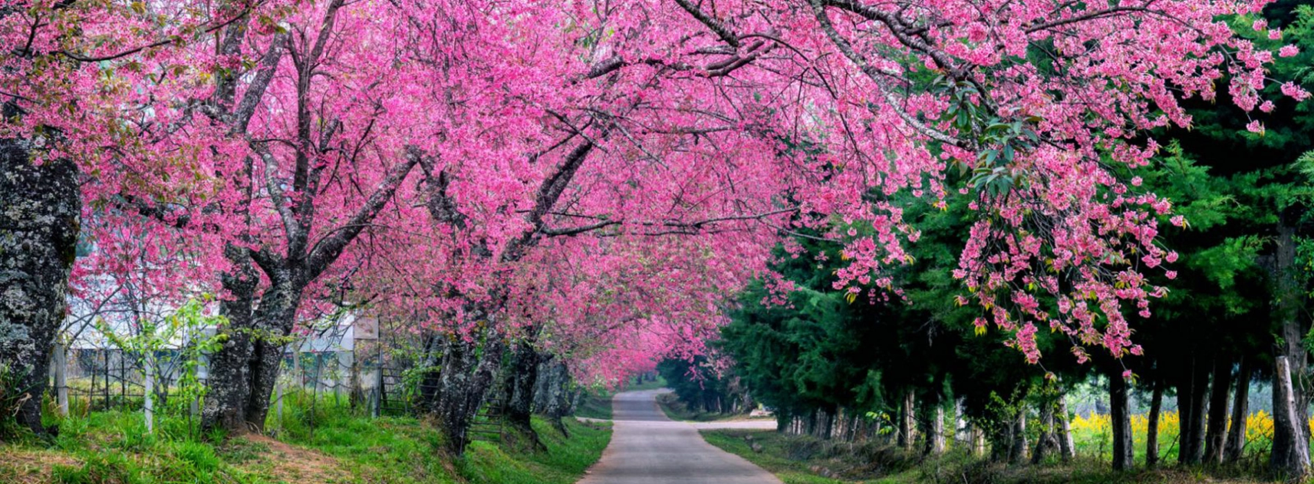 7 Endroits magnifiques pour admirer les fleurs de cerisier en Thaïlande